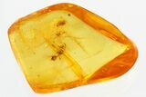 Detailed Fossil Ant, Moth Fly, and Springtail In Baltic Amber #310958-1